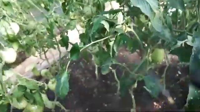 Томаты в беде!!! смотреть онлайн