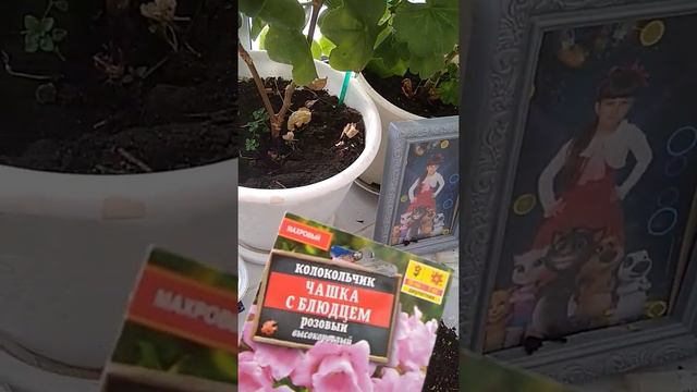 Обзор всходов. Рассада цветов на 17.02.20 Мои удачи и неудачи. смотреть онлайн