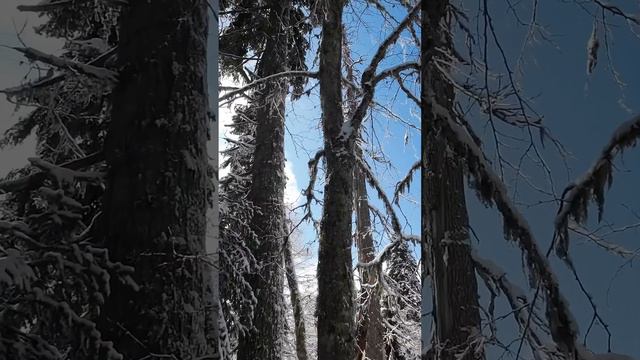 Юг Розы Хутор в солнечный день #skiing #dji #freeride #rozahutor смотреть онлайн