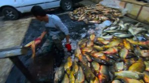 ЧИНАЗСКИЙ РЫБНЫЙ БАЗАР