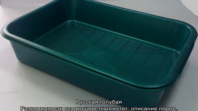 Короткошерстные кошки: список популярных пород