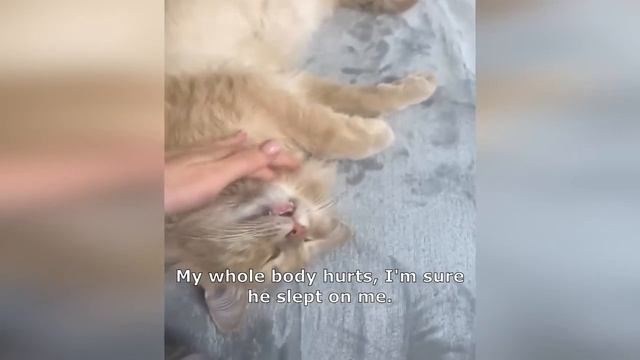 смешные котики. ?