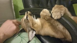 Каракал портит имущество