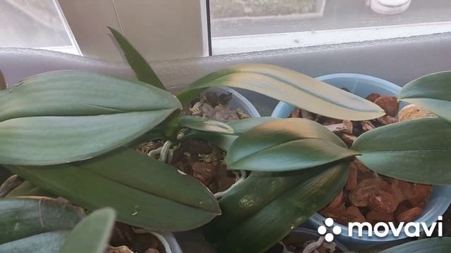 Утепление окна для орхидей. Выпускают цветоносы смотреть онлайн