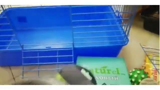 Содержание Африканского ежика дома// Мы купили ежика смотреть онлайн