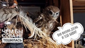 Сыч Лучик терзает кусочек филина Ёлки. А чего целую сову для малыша зажали?!