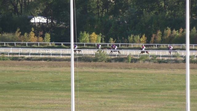 29.09.2018 - 11 Скачка на лошадях 3-х лет арабской породы - Забава Терск смотреть онлайн