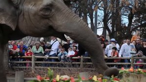 Развивающее видео. СЛОН в зоопарке