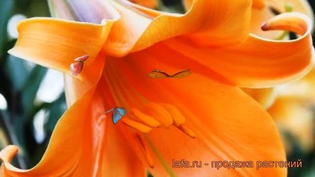 Лилия трубчатая Африкан Квин (lilium african queen) ? обзор: как сажать, луковицы лилии Африкан Кви смотреть онлайн