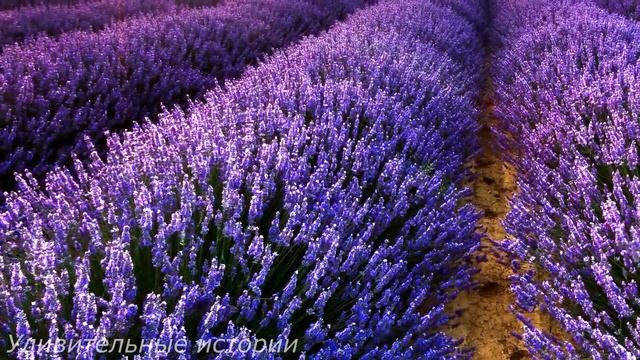 Маша пришла домой к любовнице мужа. Но там её ждал сюрприз, от которого у неё пошли мурашки... смотреть онлайн