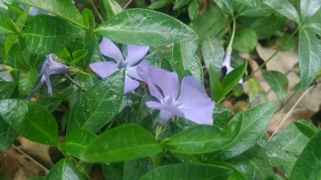 БАРВИНОК от ГИПЕРТОНИИ, АРИТМИИ, спазмов СОСУДОВ. Лечебные свойства и применение в медицине. смотреть онлайн