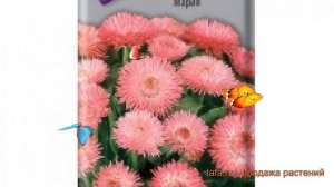 Маргаритка обыкновенный Мария (mariya) ? маргаритка Мария обзор: как сажать семена маргаритки Мария