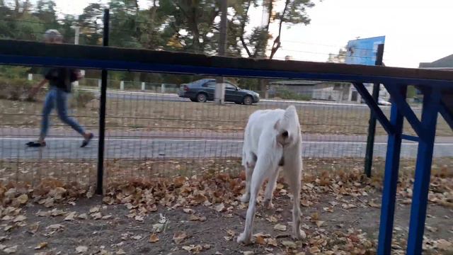 05.09.23 Алабай Булат охраняет площадку смотреть онлайн