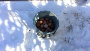 Содержание кур(ломан браун) несушеки зимой