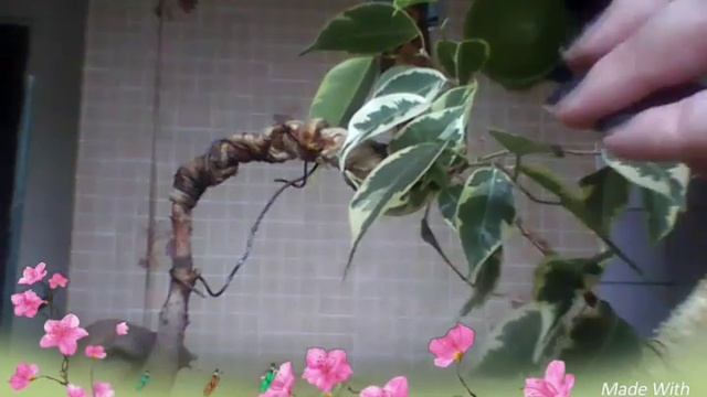 Бонсай из фикуса бенджамина смотреть онлайн