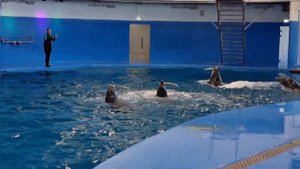 Дельфинарий. Садгород. Владивосток. 08.09.2022.