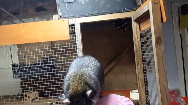 енот Хрюндель прыгает на хозяина. смотреть онлайн