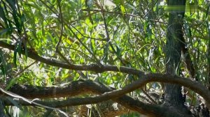 Дикая природа Уругвая