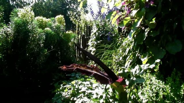 Dracunculus Vulgaris смотреть онлайн