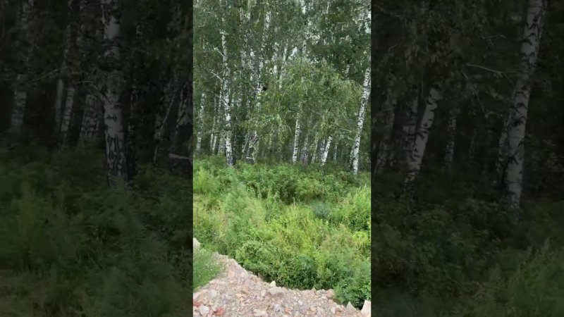 Шок. Цикады на урале