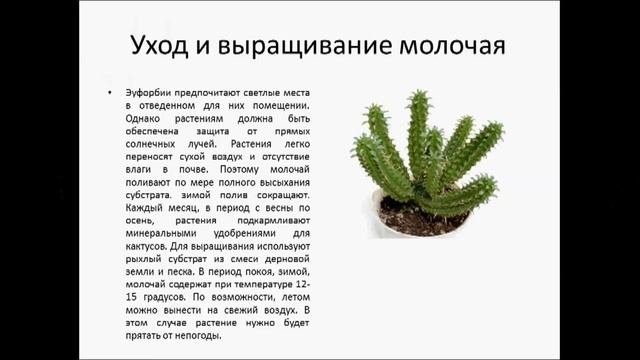 МОЛОЧАЙ