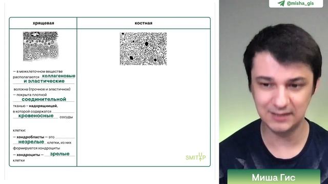Ткани человека: соединительная и мышечная | Биология с Мишей Гис | ЕГЭ 2024 | SMITUP смотреть онлайн