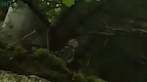 10 НАСТОЯЩИХ ГНОМОВ СНЯТЫХ НА КАМЕРУ