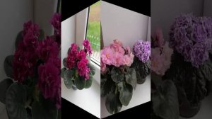 Самые популярные сорта фиалок сезона 2023