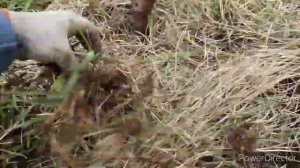 Донецкий уголек - черешня чёрная. Посадка-гармонизация шрама на земле.