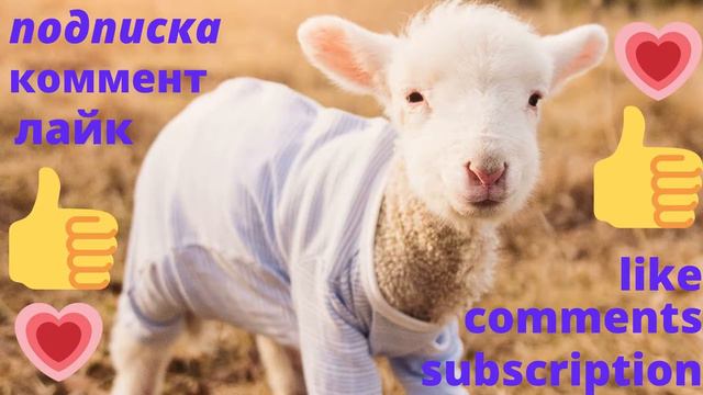 смех до слёз смешные забавные животные funny funny animals laughing to tears смотреть онлайн