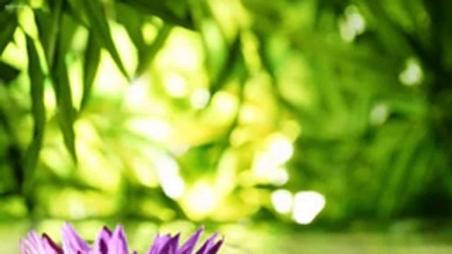 Спокойная Музыка & Звуки ─ Спа-Музыка, Дзен Музыка, Спокойная Музыка смотреть онлайн