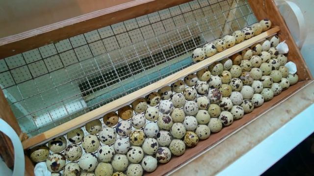 Перепела несут огромные яйца, но я этому НЕ РАД!!! смотреть онлайн