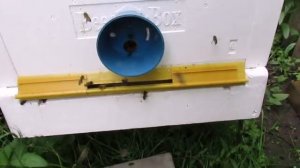 финский улей ( bee-box ) , и проблема с задвижками нижнего летка улья.