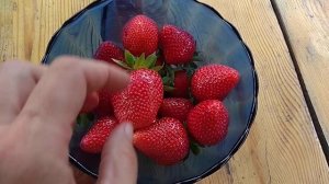 ВОТ ТАК Удивил ЭТОТ Сорт Клубники