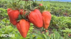 САМЫЕ ЛУЧШИЕ СОРТА КЛУБНИКИ на 2022