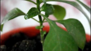 Кроссандра из семян зацвела.__Валентина Земскова.