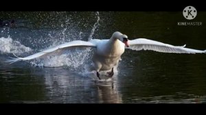 Аудио-сказка ,,Лебеди,,Л.Толстой читает Зульхумар Умарджановна