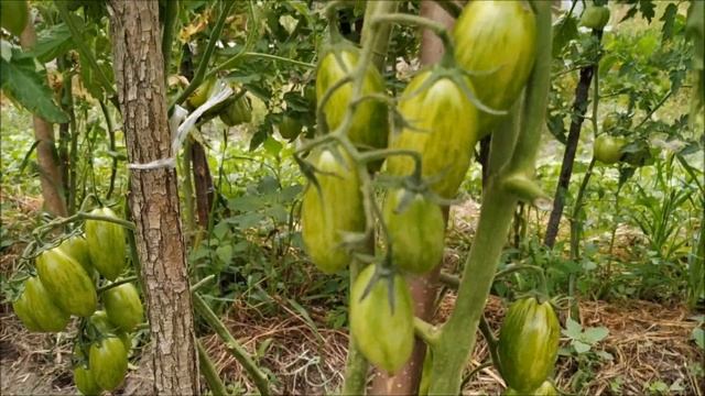 Томат КОТЯ F1 ?от фирмы Партнер.ОЧЕНЬ крутой ГИБРИД. смотреть онлайн