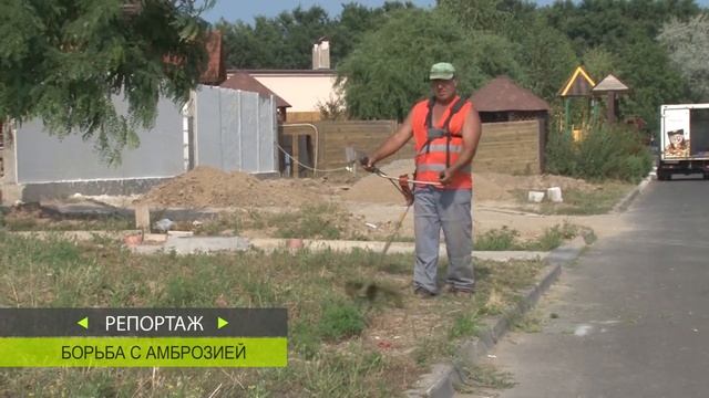 Амброзия. Как бороться с опасным сорняком и сильным аллергеном?