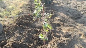 МАЛИНА ЗЮГАНА || Малина Зюгана || малина сорт || сорт зюгана #ЗЮГАНА #Sugana