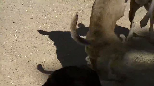 June 2016 New York City Basenji Meetup смотреть онлайн