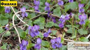 Лучшие весеннецветущие растения для сада в Подмосковье