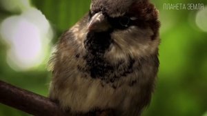 Воробей: Маленький пернатый "воришка" | Интересные факты про воробьев