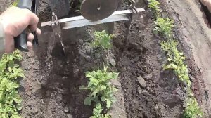 Мотоблок культивация картофеля. Ч-2