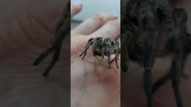 русский тарантул.мизгирь ядовиты но не убивает смотреть онлайн