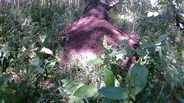 Муравьиный Лас-Вегас. Гигантский муравейник в лесу. #муравейник,#прогулкавлесу,#гиганскиймуравейник