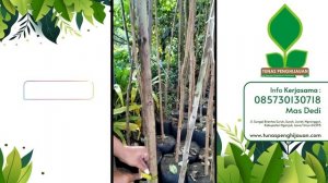 Pohon Pelangi atau Eucalyptus Deglupta Harga Murah