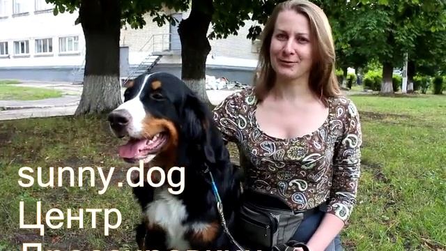 видео отзыв Татьяна и Бернский зенненхунд Берри смотреть онлайн