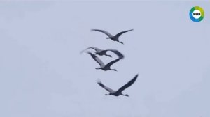 Вот уже много лет птицы летят на юг, Солнце для них - свет, а для меня свет - звук