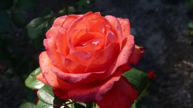 Что говорят цветы... смотреть онлайн